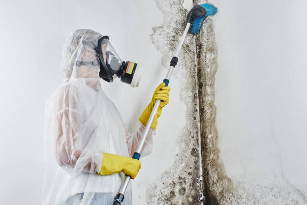 Best Mold Testing and Removal  in Hamburg, IA