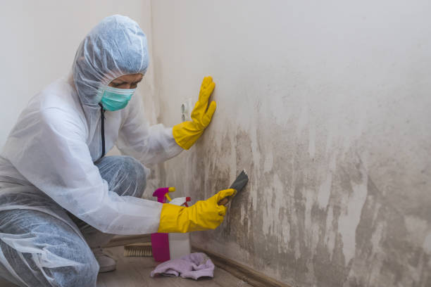 Best Mold Removal Near Me  in Hamburg, IA