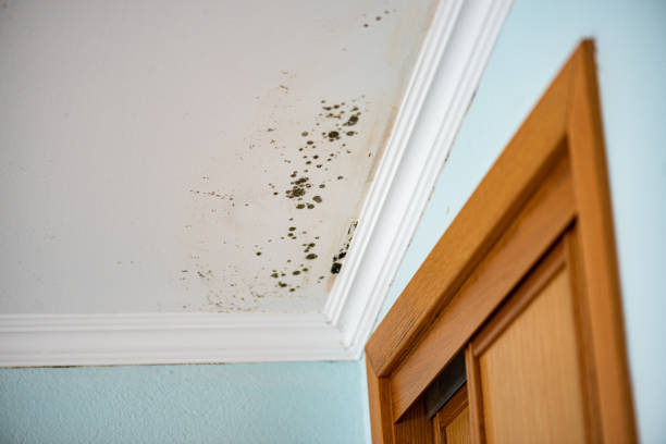 Best Local Mold Removal Service  in Hamburg, IA
