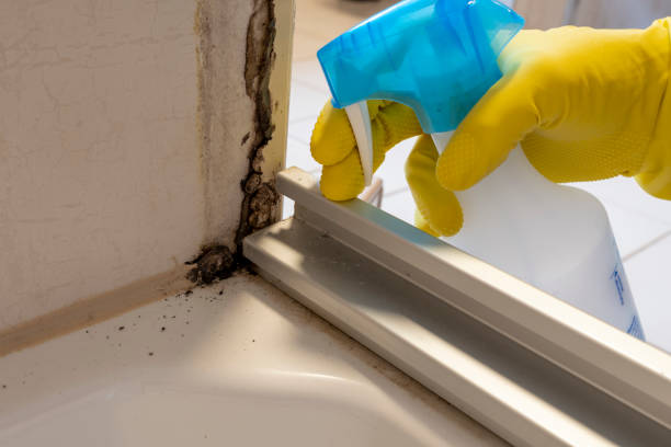 Best Mold Testing  in Hamburg, IA