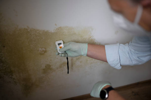 Best Mold Cleaning Services  in Hamburg, IA