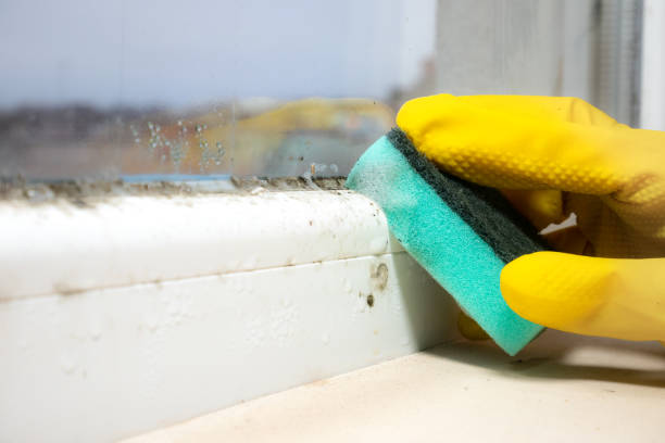 Best Certified Mold Removal  in Hamburg, IA