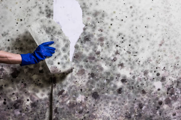 Hamburg, IA Mold Removal Company