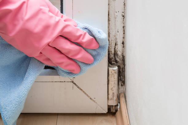 Best Mold Testing  in Hamburg, IA