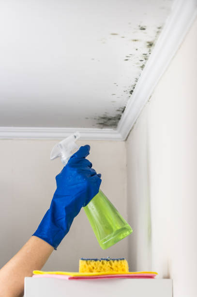 Mold Testing and Removal in Hamburg, IA